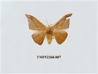 藏品(虎皮楠帶鉤蛾 )的圖片